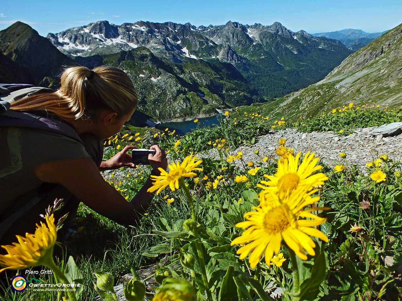 24 Arnica montana.JPG